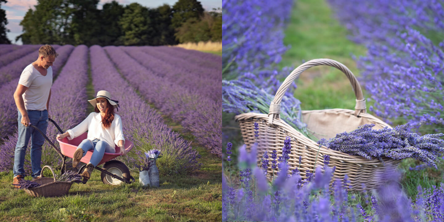 Warwickshire Lavender Farm college