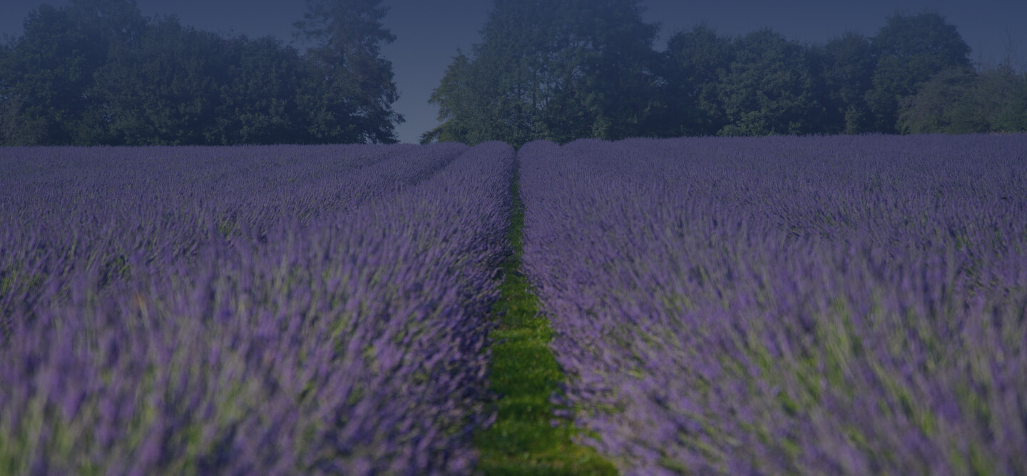 Warwickshire Lavender Farm field