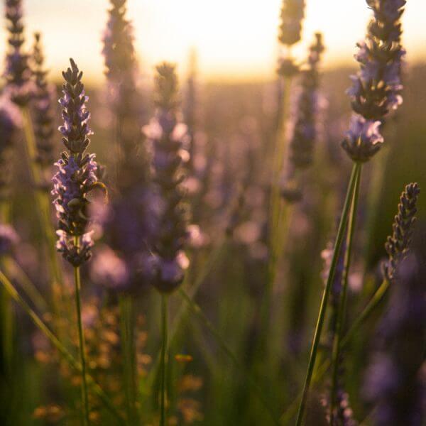 Lavender farms with bee in field