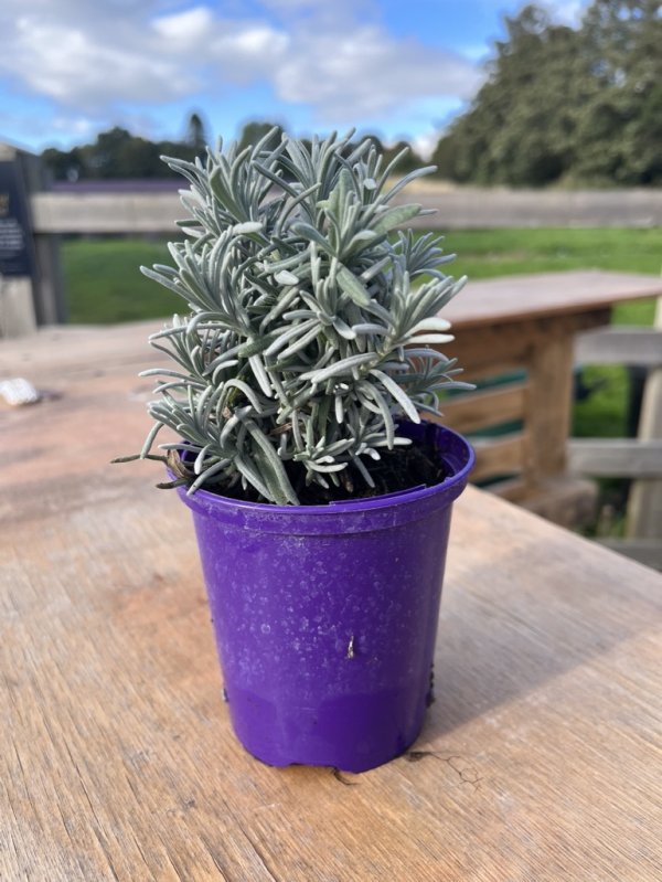 Plants