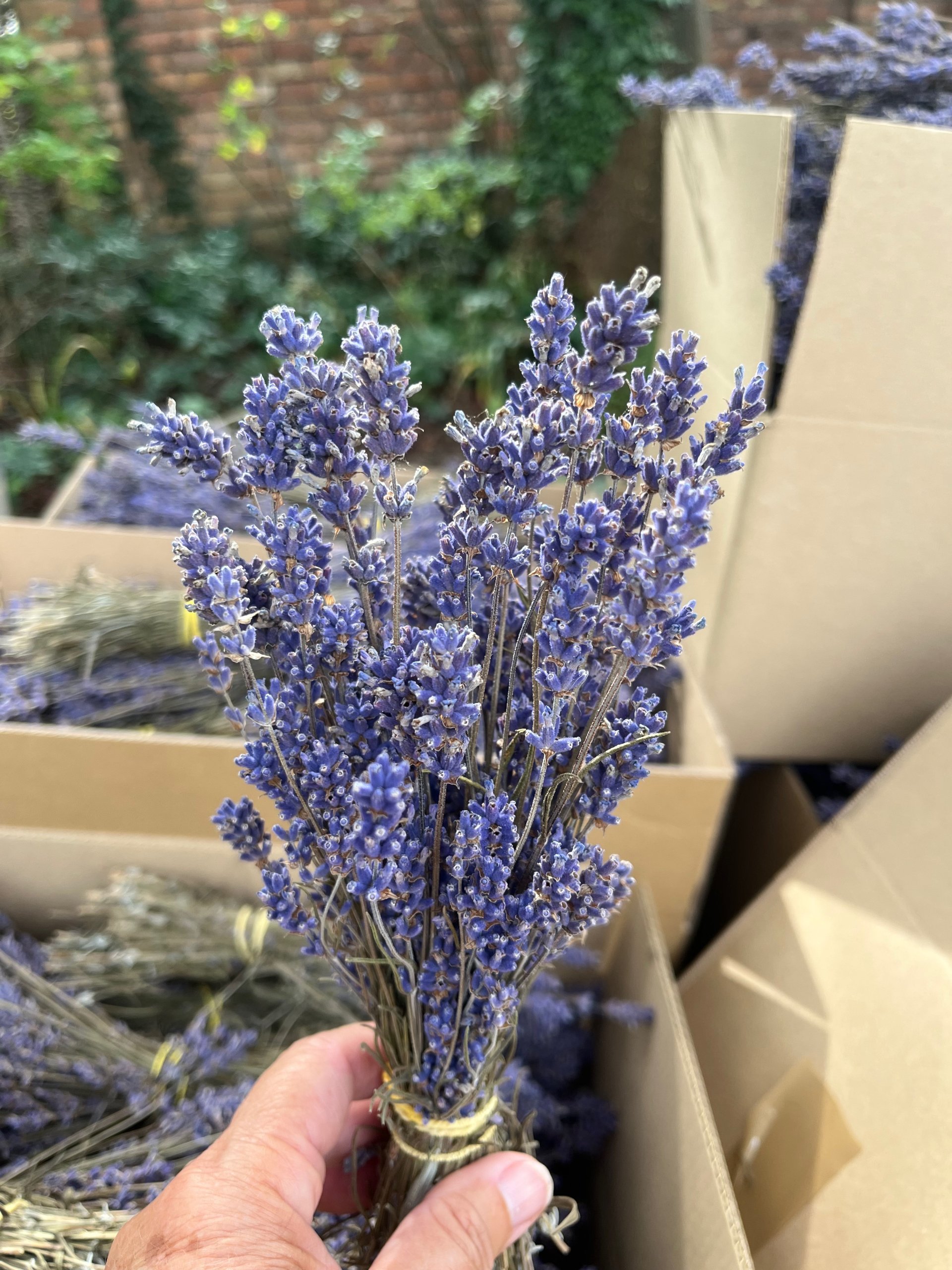 dried lavender bunch Warwickshire Lavender Farm